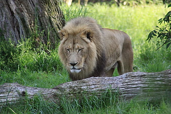 Male Lion Walking Behind Fallen Log in Grassy Forest