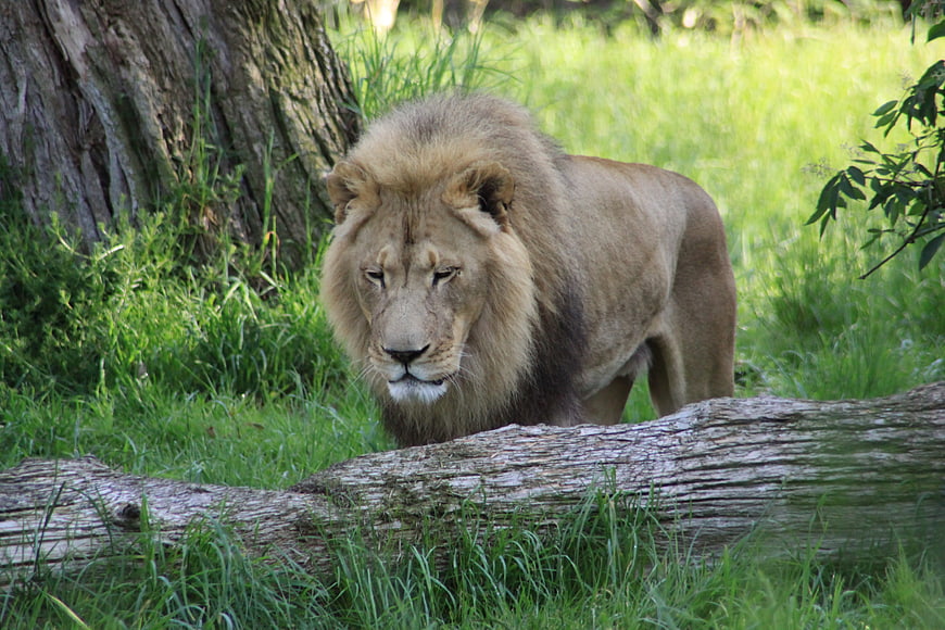 Male Lion Walking Behind Fallen Log in Grassy Forest