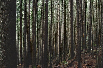 Dense vertical pine forest with tall tree trunks and forest floor