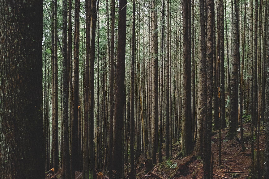 Dense vertical pine forest with tall tree trunks and forest floor