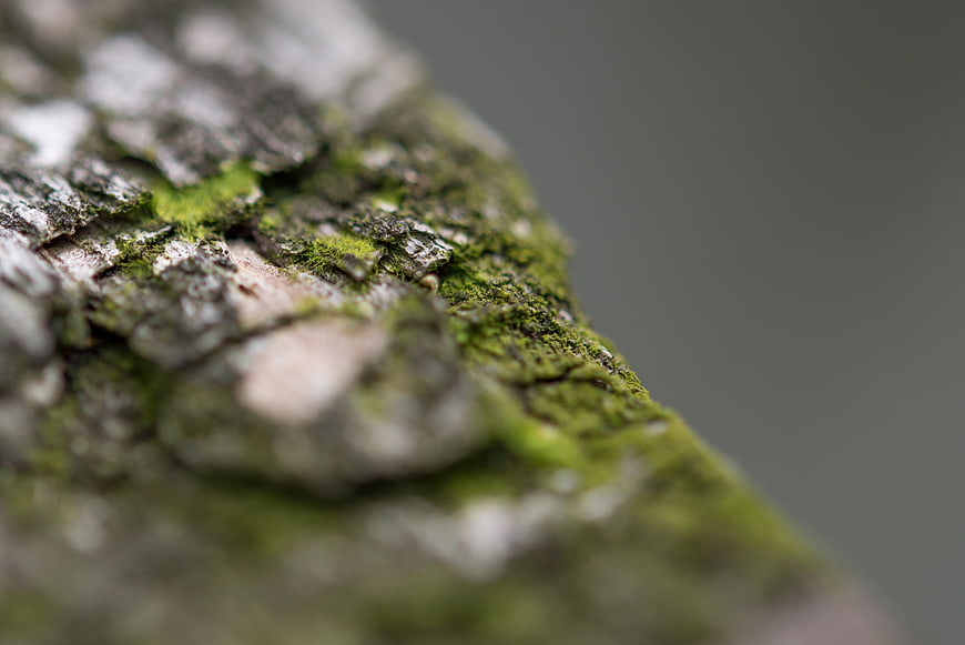 Macro Close-Up of Mossy Tree Bark Texture