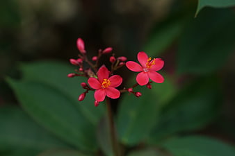 Close-up of vibrant pink flowers with yellow stamens on green leaves
