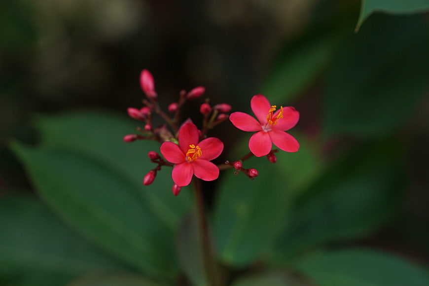 Close-up of vibrant pink flowers with yellow stamens on green leaves