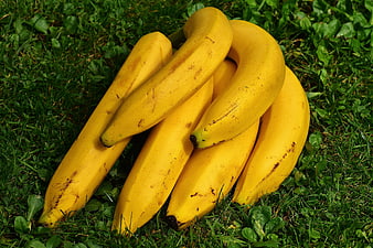 Fresh yellow bananas lying on green grass