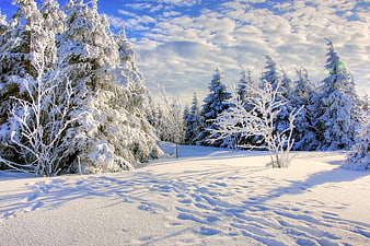 Serene Winter Forest Landscape with Snow-Covered Trees