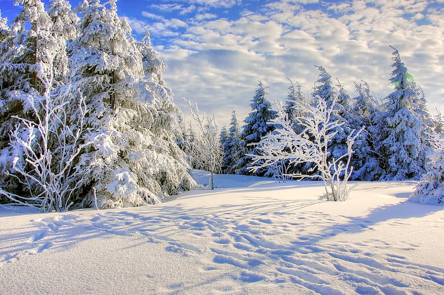 Serene Winter Forest Landscape with Snow-Covered Trees