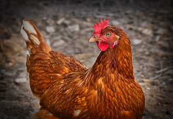 Close-up portrait of a red hen with detailed feathers on a farm