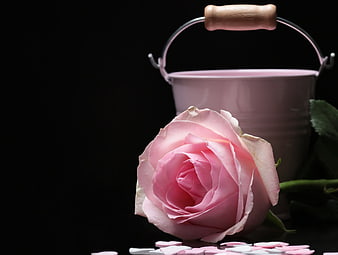 Pink rose and bucket on black background