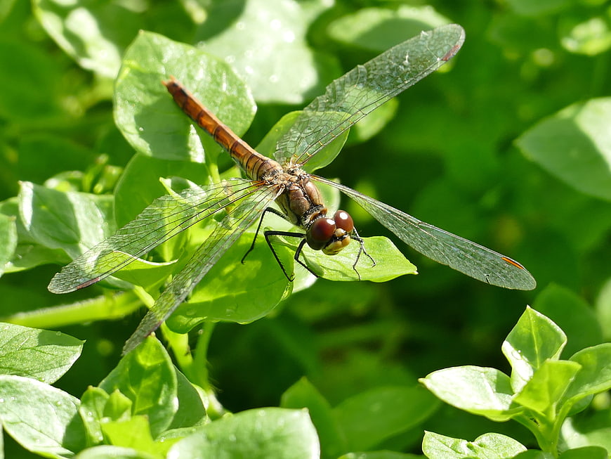 Close-up of a dragonfly resting on green leaves