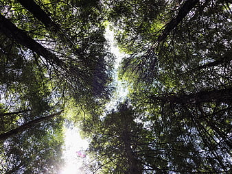 Low angle view of tall forest trees and sunlit canopy