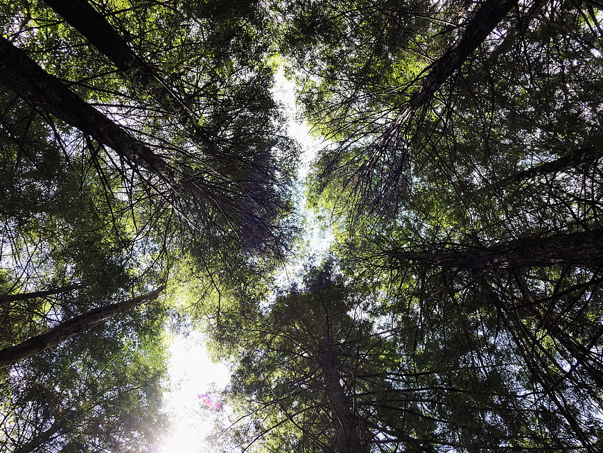Low angle view of tall forest trees and sunlit canopy