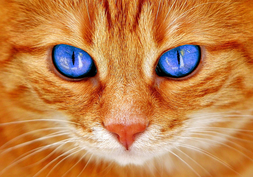 Extreme Close-Up Portrait of Orange Tabby Cat with Blue Eyes