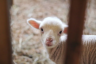 Cute white lamb looking through wooden fence slats
