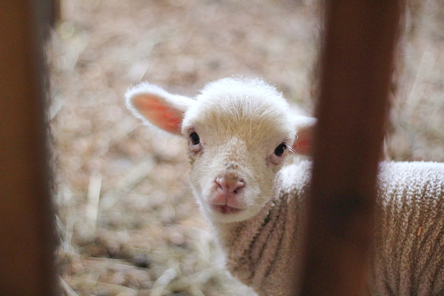 Cute white lamb looking through wooden fence slats