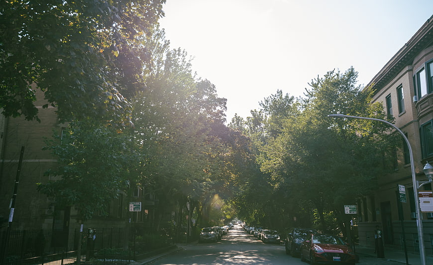 Sunlit residential street with parked cars and trees