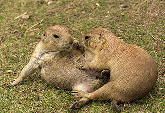 Two Prairie Dogs Grooming Each Other on Grass