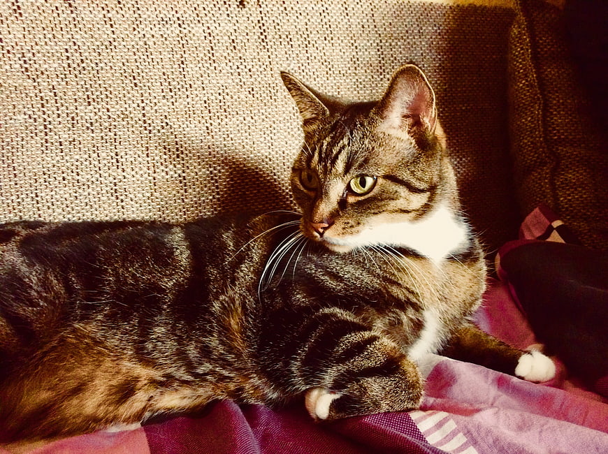 Tabby cat resting on purple blanket in sunlight