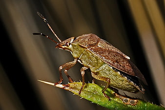 Close-up of a brown and green shield bug on a thorny plant stem