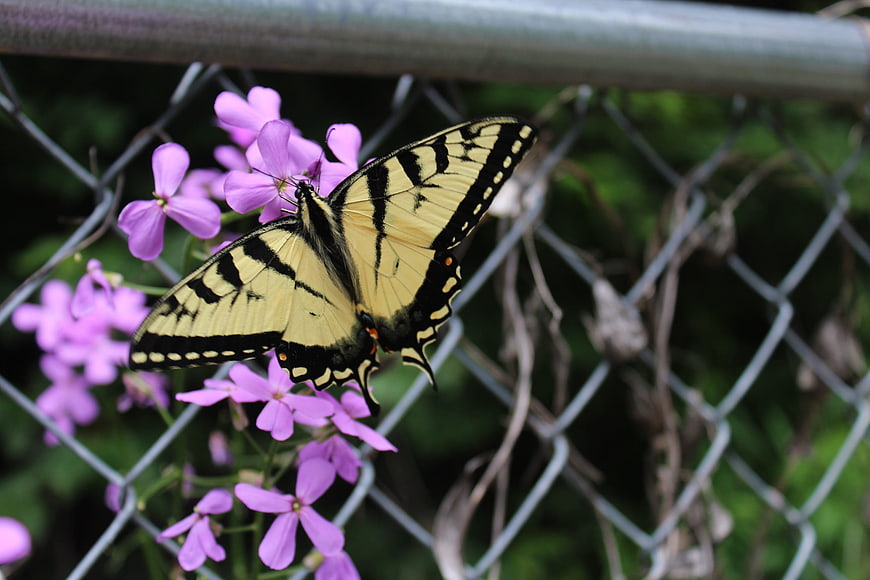 Eastern Tiger Swallowtail Butterfly on Purple Phlox Flowers