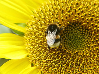 Close-up of a bumblebee pollinating a bright yellow sunflower