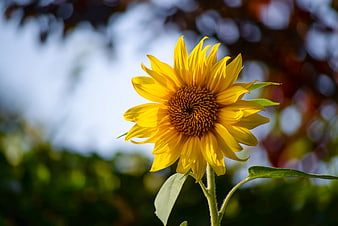 Vibrant Sunflower Close-Up with Blurred Background