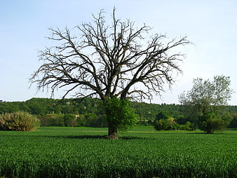 Lone dead tree in green field landscape