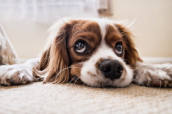 Cute Cavalier King Charles Spaniel Puppy Lying on Carpet