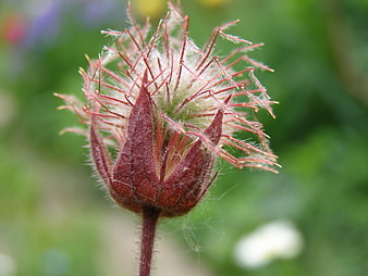 Close-up of Hairy Red Flower Bud in Green Garden