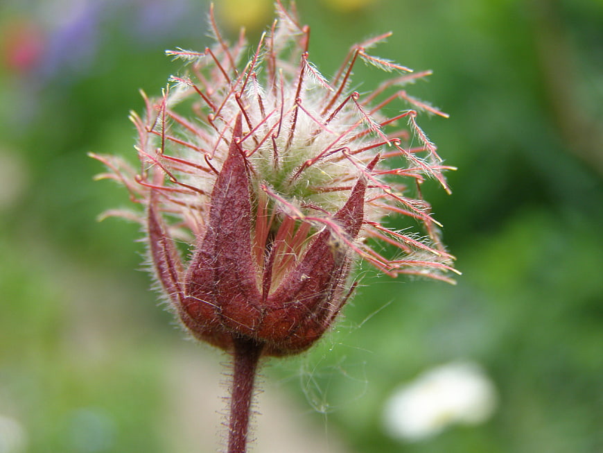 Close-up of Hairy Red Flower Bud in Green Garden