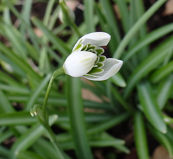 Close-up of a white snowdrop flower blooming in spring