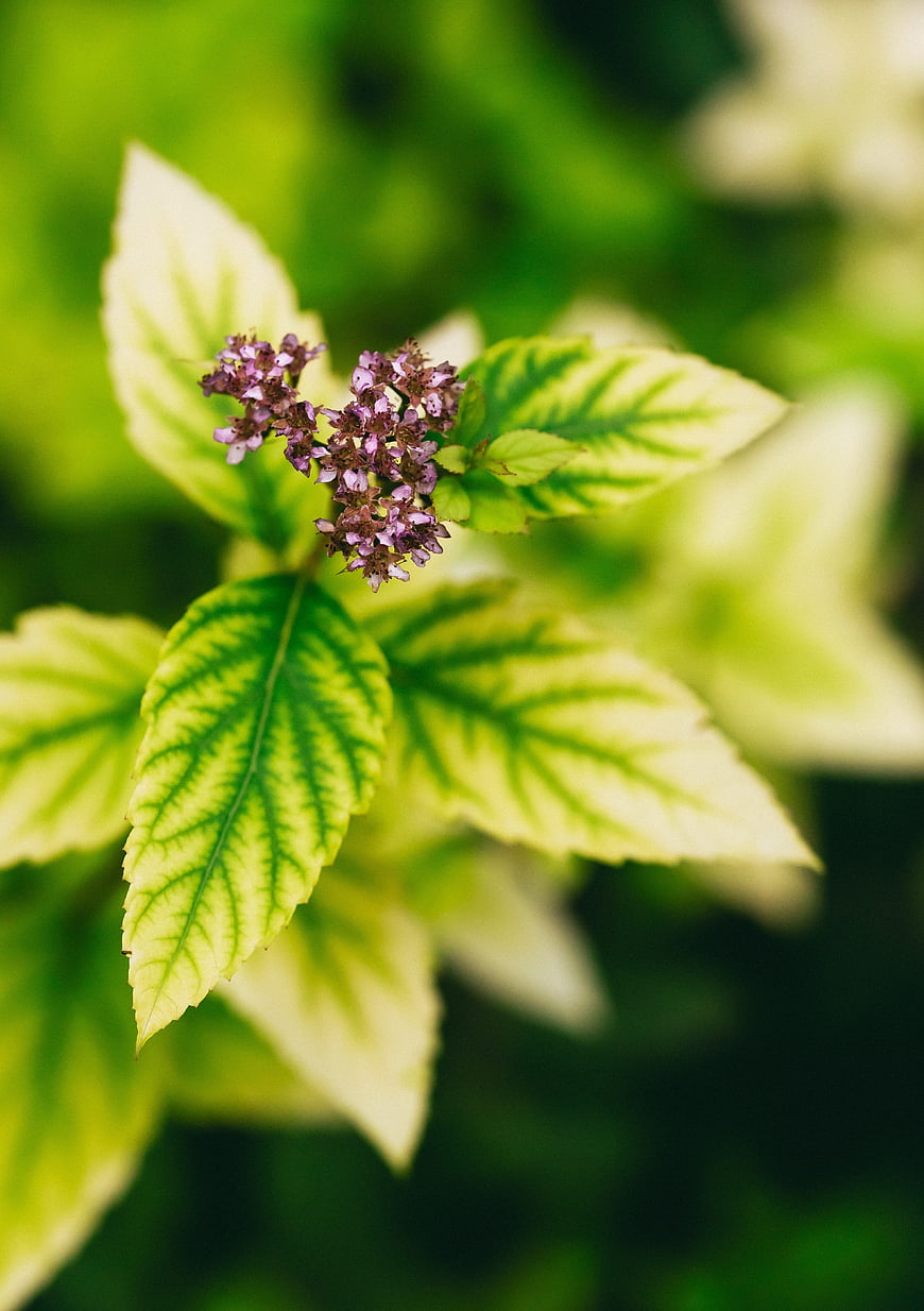 Close-up of Variegated Green Leaves with Small Purple Flowers