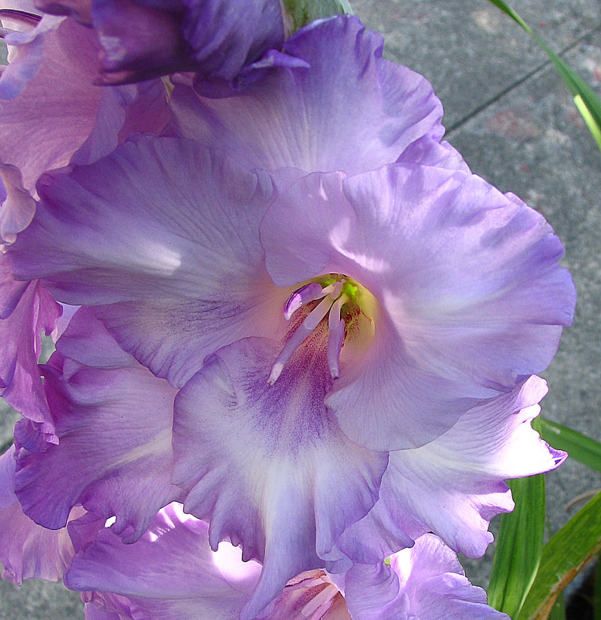 Close-up of pale purple gladiola flower petals