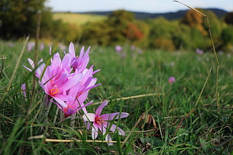 Pink Autumn Crocus Flowers Blooming in Green Meadow