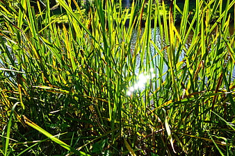 Sunlight Sparkling Through Green Reeds by a Pond