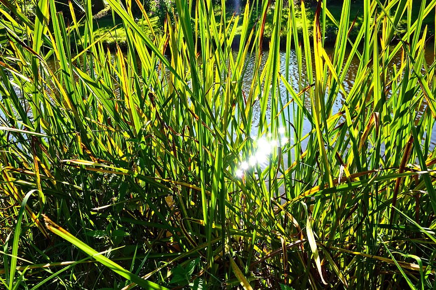 Sunlight Sparkling Through Green Reeds by a Pond