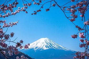 Mount Fuji with Cherry Blossoms in Spring