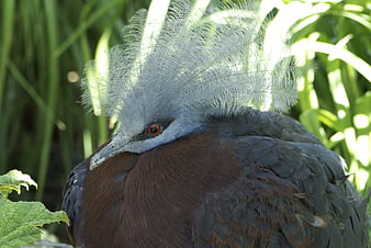 Close-up of a Victoria Crowned Pigeon with intricate crest