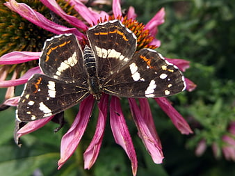 Red Admiral Butterfly on Pink Coneflower