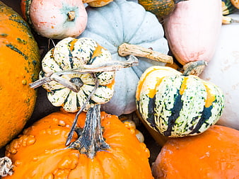 Colorful heirloom pumpkins and gourds close up