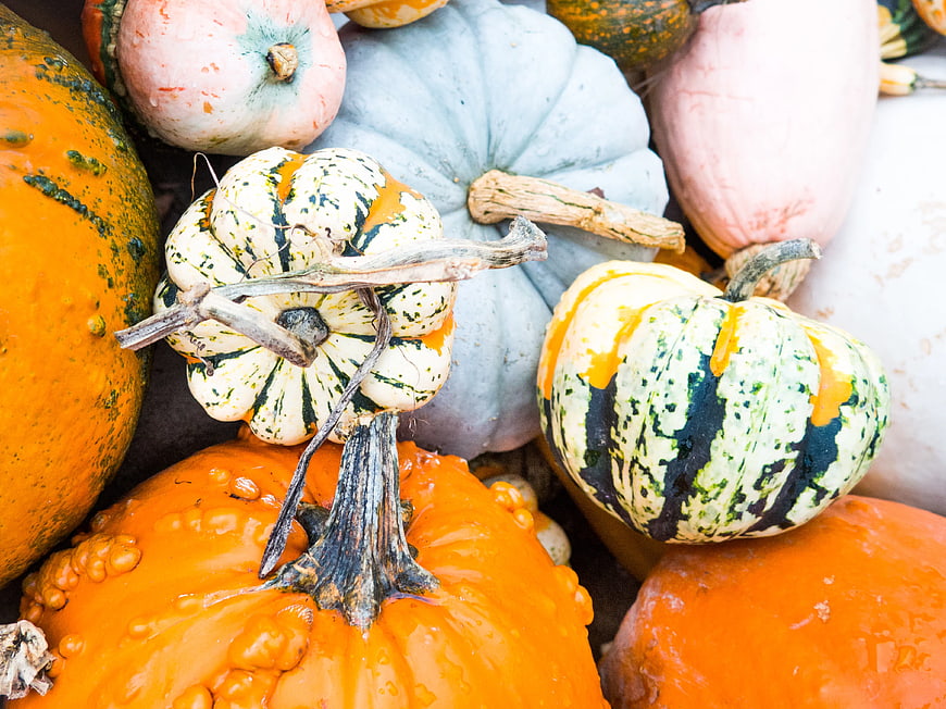 Colorful heirloom pumpkins and gourds close up