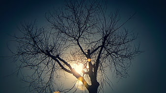 Silhouette of bare tree branches against bright sun