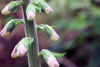 Close-up of pink foxglove flower buds on a green stem