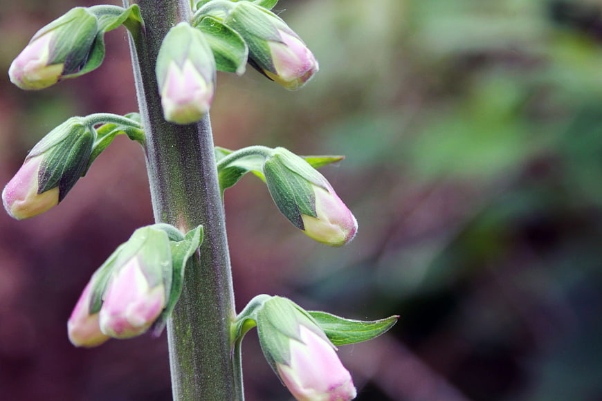 Close-up of pink foxglove flower buds on a green stem