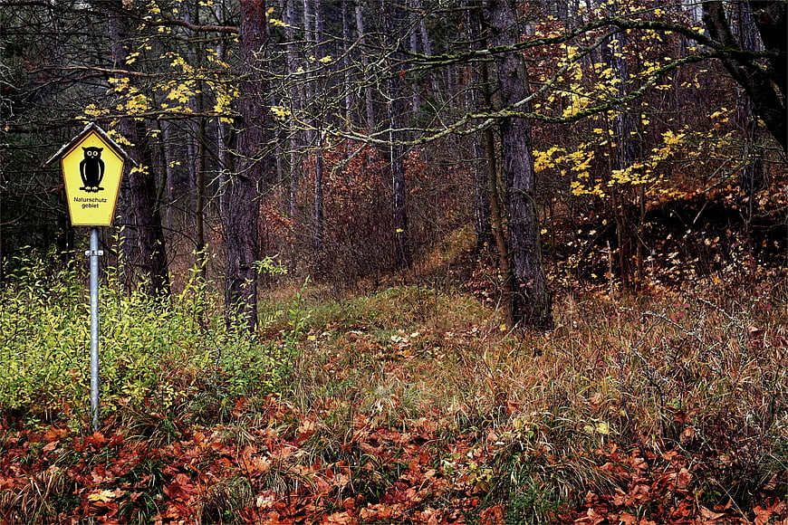 Yellow Nature Reserve Sign in Autumn Forest