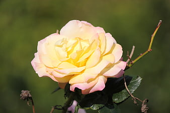Close-up of a yellow and pink rose in bloom