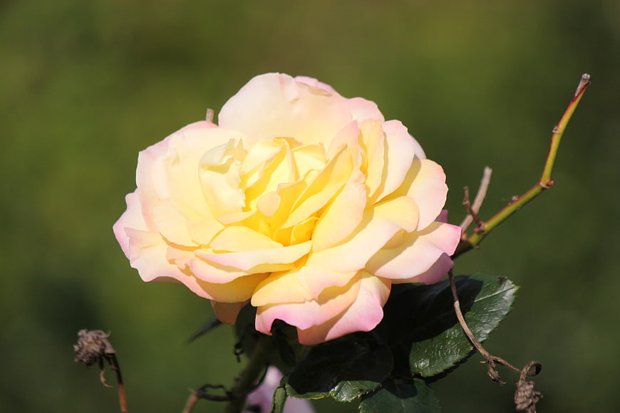Close-up of a yellow and pink rose in bloom