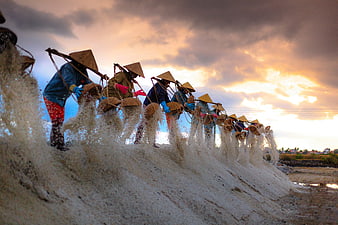 Vietnamese salt farmers harvesting sea salt at sunset