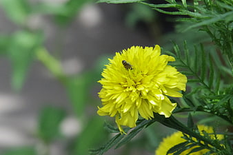 Close-up of a bee on a bright yellow marigold flower