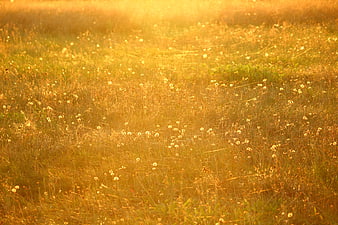 Golden Meadow With Dandelions And Cobwebs In Evening Sunlight