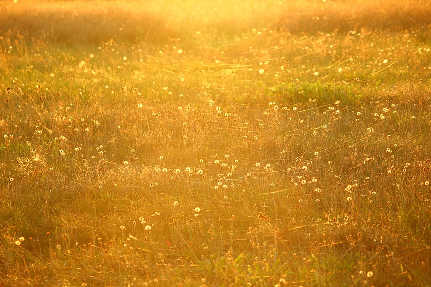 Golden Meadow With Dandelions And Cobwebs In Evening Sunlight